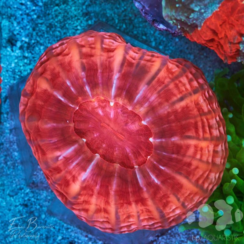 Cynarina Super Red